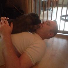 Leonberger Lions of dogs Bovidae Saiga