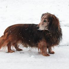Gravhund Walter