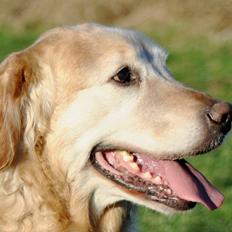 Golden retriever Augustus *Brutus* *R.I.P.*