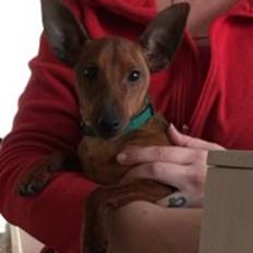 Dvaergpinscher Trolde