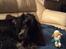 Cocker spaniel Luna <3