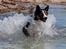 Border collie Jett R.I.P