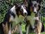 Border collie Jett R.I.P