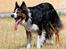 Border collie Jett R.I.P