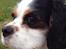 Cavalier king charles spaniel Oscar