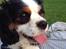 Cavalier king charles spaniel Oscar