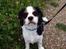 Cavalier king charles spaniel Oscar