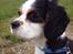 Cavalier king charles spaniel Oscar