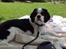 Cavalier king charles spaniel Oscar