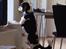 Cavalier king charles spaniel Oscar