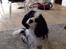 Cavalier king charles spaniel Oscar