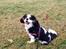 Cavalier king charles spaniel Oscar