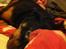 Rottweiler Coco . R.I.P