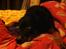 Rottweiler Coco . R.I.P