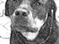 Rottweiler Coco . R.I.P