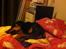 Rottweiler Coco . R.I.P