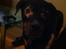 Rottweiler Coco . R.I.P