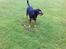 Rottweiler Coco . R.I.P
