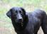 Labrador retriever Zorro