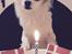 Chihuahua Viktor - Fødselsdag - 8 år (14/1-2015)