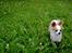 Chihuahua Viktor