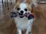 Chihuahua Viktor