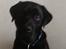 Labrador retriever Elvis