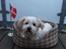Coton de tulear Fie