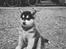 Alaskan malamute Alaskan Grace's Cuddly SITKIN R.I.P. - Sitkin ca. 10 uger.