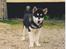 Alaskan malamute Alaskan Grace's Cuddly SITKIN R.I.P.