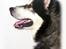 Alaskan malamute Alaskan Grace's Cuddly SITKIN R.I.P.