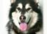 Alaskan malamute Alaskan Grace's Cuddly SITKIN R.I.P.