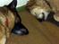 Schæferhund Vega *R.I.P*