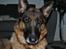 Schæferhund Vega *R.I.P*