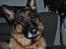 Schæferhund Vega *R.I.P*