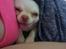 Chihuahua Mischa