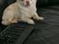 Chihuahua Mischa