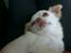 Chihuahua Mischa