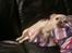 Chihuahua Mischa