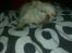 Chihuahua Mischa