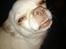 Chihuahua Mischa