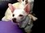 Chihuahua Mischa