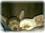 Chihuahua Mischa