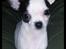 Chihuahua Freddie