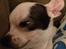 Chihuahua Freddie