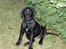 Labrador retriever Basse