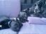Labrador retriever Basse