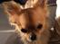 Chihuahua Al`Gisimo `s Adelita, Kaldenavn : Alma