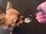 Chihuahua Al`Gisimo `s Adelita, Kaldenavn : Alma - Havregrød smager bedst med ske
