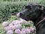 Blanding af racer Shaggie (himmelhund<3)